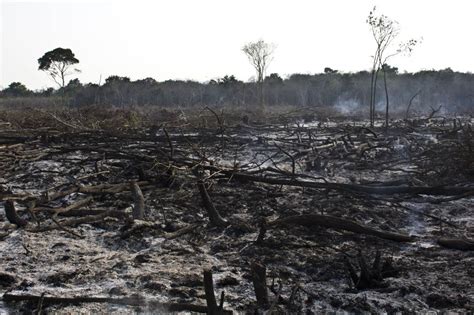 México Perdió 250000 Hectáreas De Bosques En 2016 Internacional El