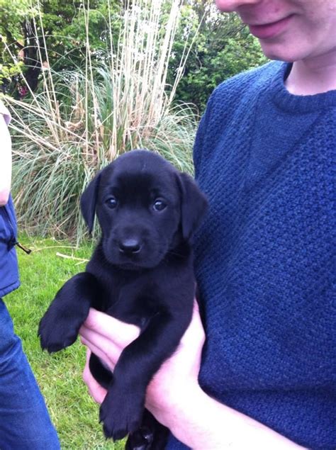 • • • some 8 week old lab puppies! 10 week old Black lab KC reg Gundog puppy for sale | Melksham, Wiltshire | Pets4Homes