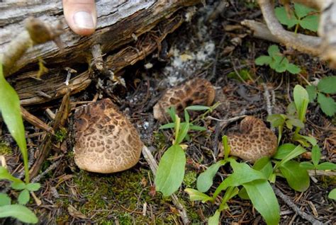Colorado Wild Mushroom Photos