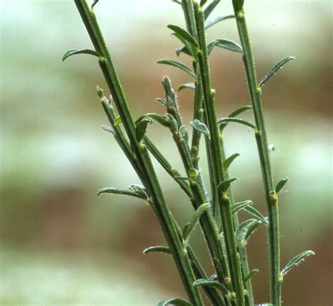 Young Stems Of Broom Cytisus Scoparius This Image Shows Flickr