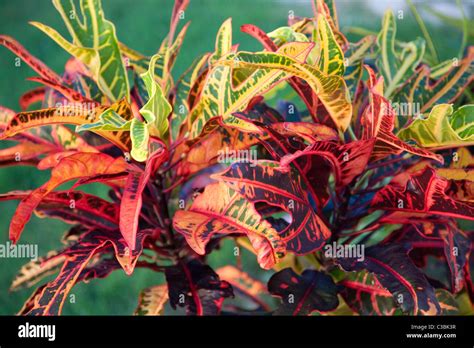 Crotons High Resolution Stock Photography And Images Alamy