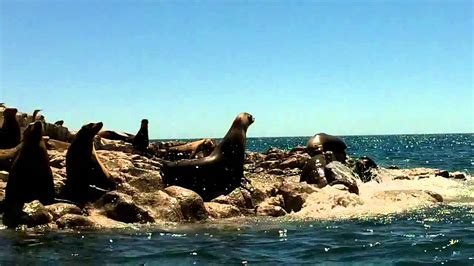 Bull Fight At Bird Island Beach Sea Sun Rocky Point Mexico Youtube