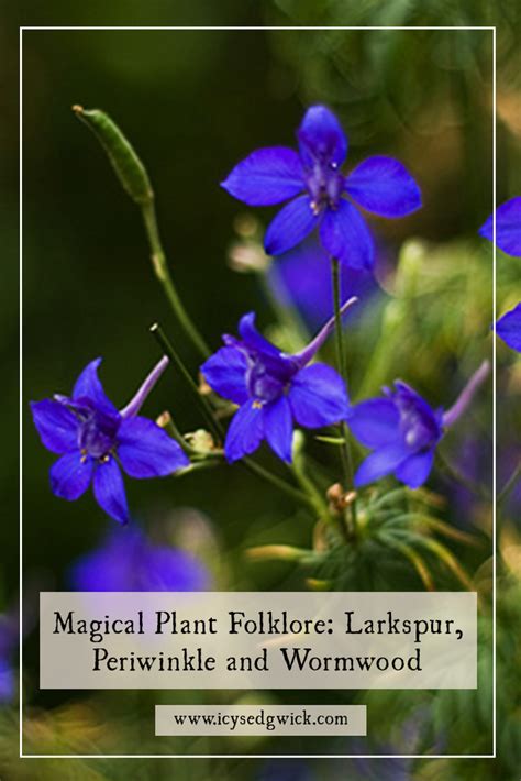 Magical Plant Folklore Larkspur Oleander And Wormwood