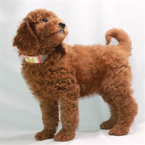 Toy Poodle Full Grown Red Wow Blog