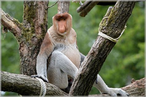 The Proboscis Monkey Free Stock Photo Public Domain Pictures