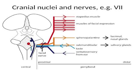 Cranial Nuclei And Nerves Eg Vii Cranial Nerve Exit Points Ppt
