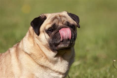 Summer Pug Dog Portrait With Tongue Out Stock Photo Image Of Closeup