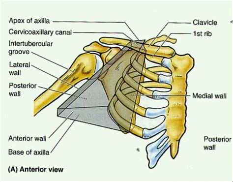 Pictures Of Axilla