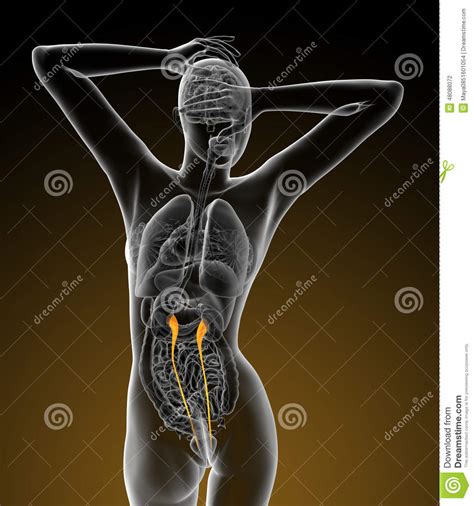 3d Render Medical Illustration Of The Ureter Stock Illustration ...
