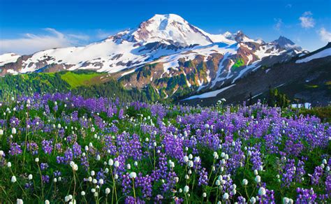 Nature Landscape Mountains With Snow Forest Meadow Flowers Field