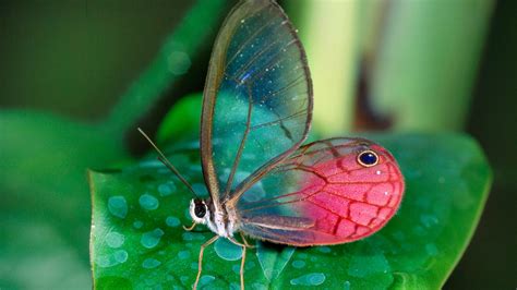 Beautiful Glasswing Butterfly On Green Leaf Hd Butterfly Wallpapers