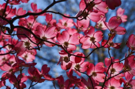 Silhouette Of A Dogwood Photograph By Karen Ray Fine Art America