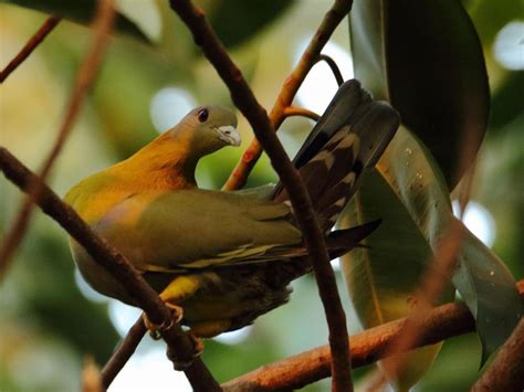 Birds Of East Kolkata Wetlands