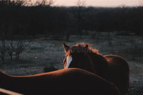 Hiding Horse In Texas Sunset Stock Image Image Of Texas Western