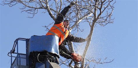 There are approximately 500 extant species of oaks. Arborist Mount Waverley - Silky Oak Tree Services