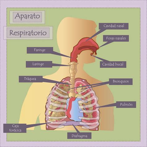 Lista Foto Dibujo Del Sistema Respiratorio Y Sus Partes Actualizar