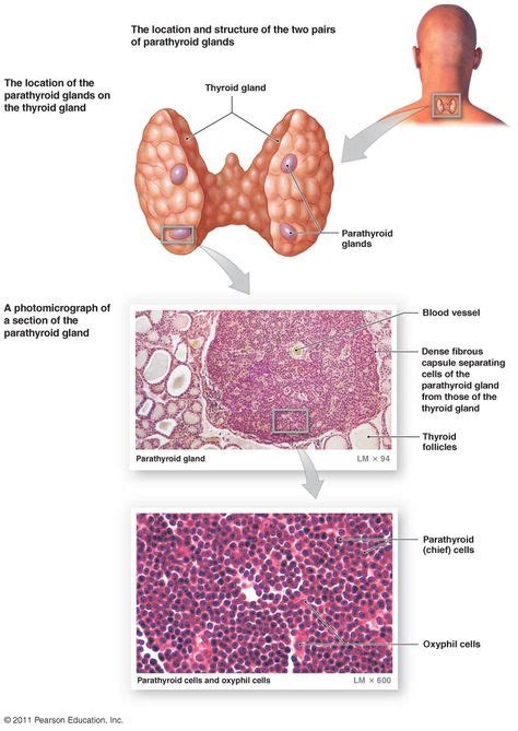 Endocrine System Endocrine System Histology Slides Endocrine