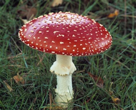 Fungi Science News