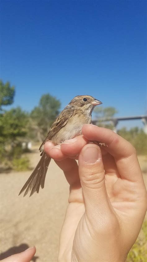Ible Clay Colored Sparrow At Ibos Boise River Site 1 Attachment