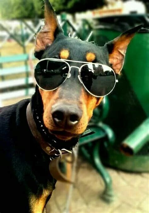 What A Cool Doberman Doberman Dogs Doberman Pinscher Dog Breeds