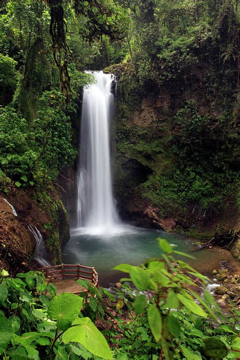 Rainforest Waterfall Photograph By Mlorenzphotography