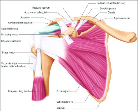 The shoulder has about eight muscles that attach to the scapula, humerus, and clavicle. Anatomy of the Shoulder complex. | Download Scientific Diagram