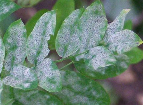 4 Common Crabapple Tree Diseases With Pictures Dengarden