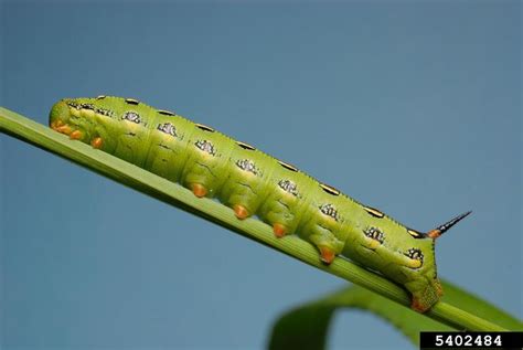 I do not want to waste your time but i have spent a lot of time trying to find my caterpillar on your site and attempted to google its. File:Hyles lineata larva colorado.jpg - Wikimedia Commons