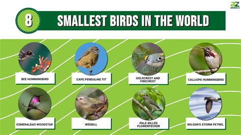 The Top 8 Tiniest Birds In The World Az Animals