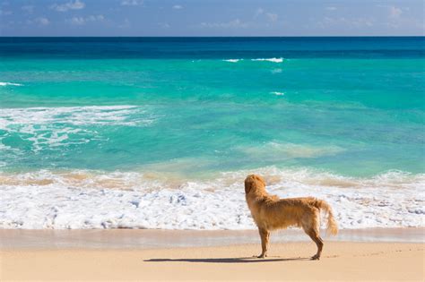 Contact us today if you have any questions about our breeders or puppies. Dog On The Beach Free Stock Photo - Public Domain Pictures