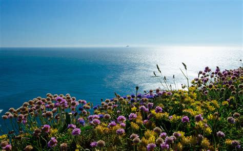 Beach Flowers Blue Sea Landscape Wallpaper 2560x1600 1084325
