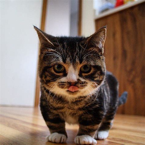 13 Facts That Will Immediately Boost Your Mood Tabby Cats Dwarf Cat