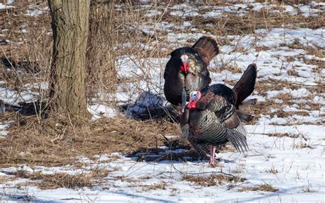 Spotting Where To Shoot A Turkey While On A Successful Hunt March