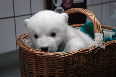 Seriously Cute Baby Polar Bear Cute Animal Pictures Zimbio