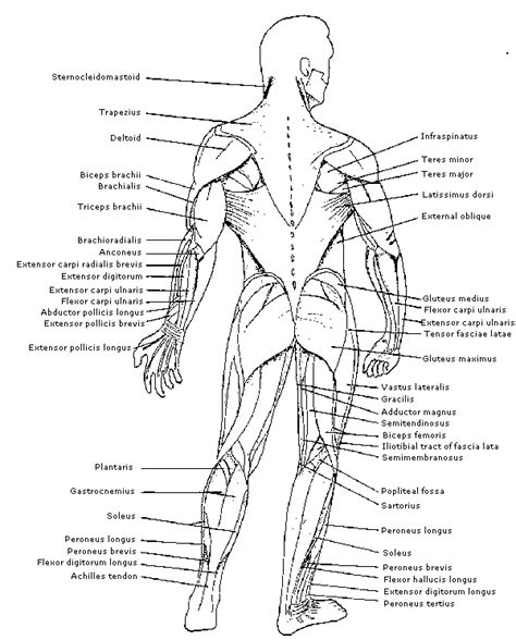 Diagram Of Main Muscles In The Body Chapter 3 Major Muscles Of The