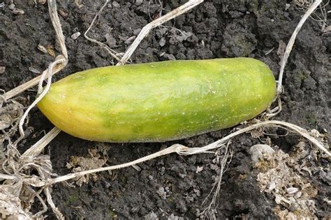 5 Reasons Why Your Cucumbers Are Turning Yellow Plant Food At Home