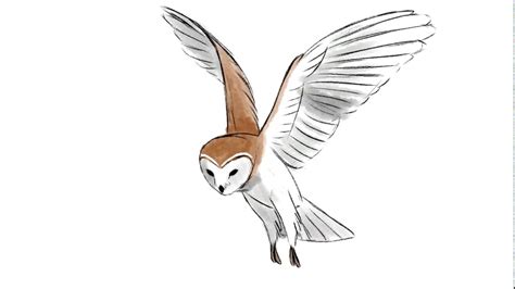 How To Draw A Cartoon Owl Flying