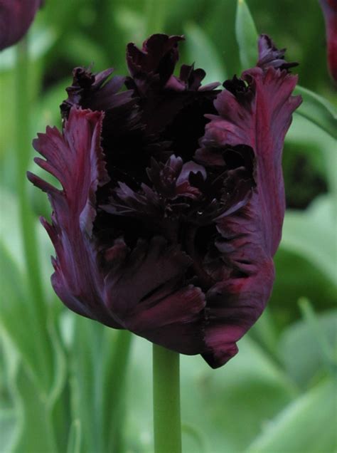 Tulip Black Parrot Quality Flower Bulbs