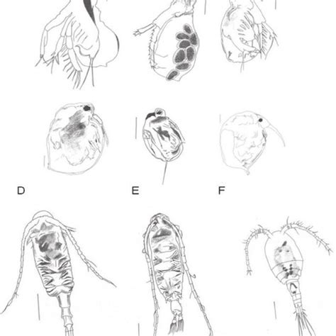 How To Draw Zooplankton Gooddocumentsafefireproof