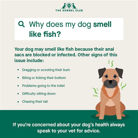 Why Does My Dog Breath Stink