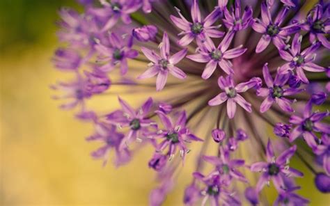 Purple Flower Petals Hd Desktop Wallpapers 4k Hd