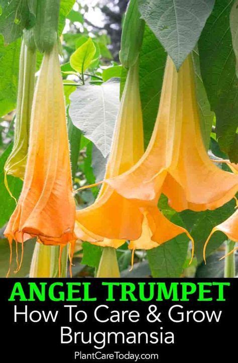 Growing Brugmansia Learn Angel Trumpet Tree Care Tips How To Artofit