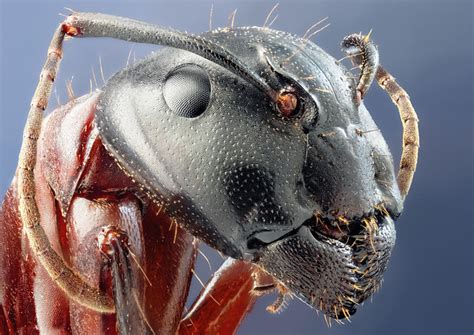 25 Insanely Detailed Macro Images Of Insects Fstoppers