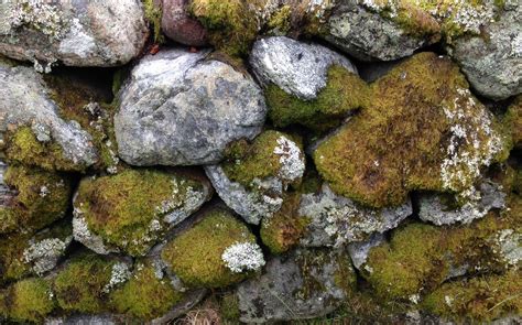 Stone Wall With Moss Norway Stone Wall Texture Moss