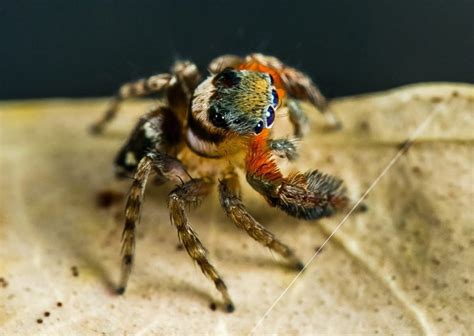 descubren nuevas especies de diminutas arañas saltarinas en australia