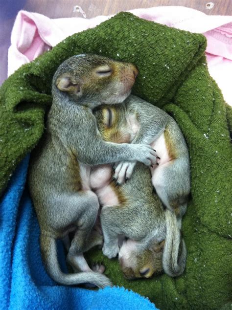 Baby Squirrels The Wildlife Center Of Virginia