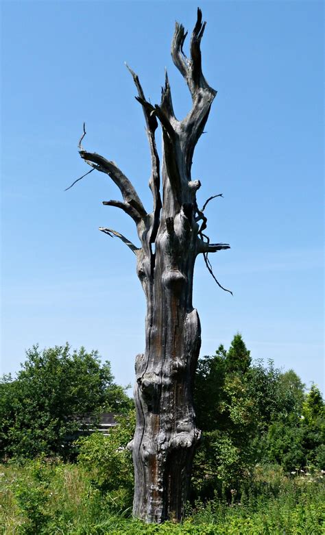 Free Images Tree Branch Wood Flower Trunk Statue Weathered