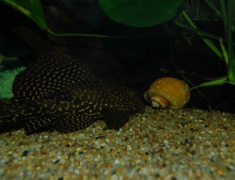 Gold Spotted Pleco L 001 L 022 Pterygoplichthys Joselimaianus Photos