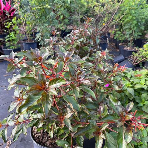 Onlineplantcenter Gal Firebush Scarlet Bush Flowering Shrub With