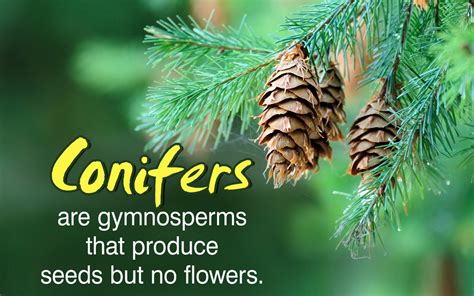 A flowering plant is called an angiosperm. Life Cycle of Conifers - Biology Wise